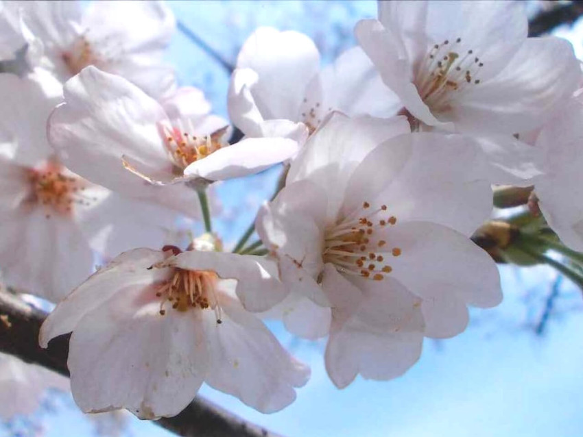 写真教室参加者の撮影した桜の花の写真