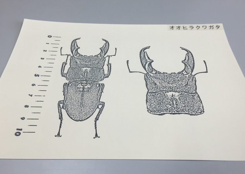 さわれるカブトムシ・クワガタムシ図鑑の写真